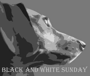 Black and White Sunday thek9harperlee